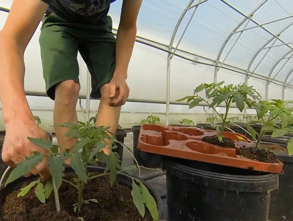 tomaten1