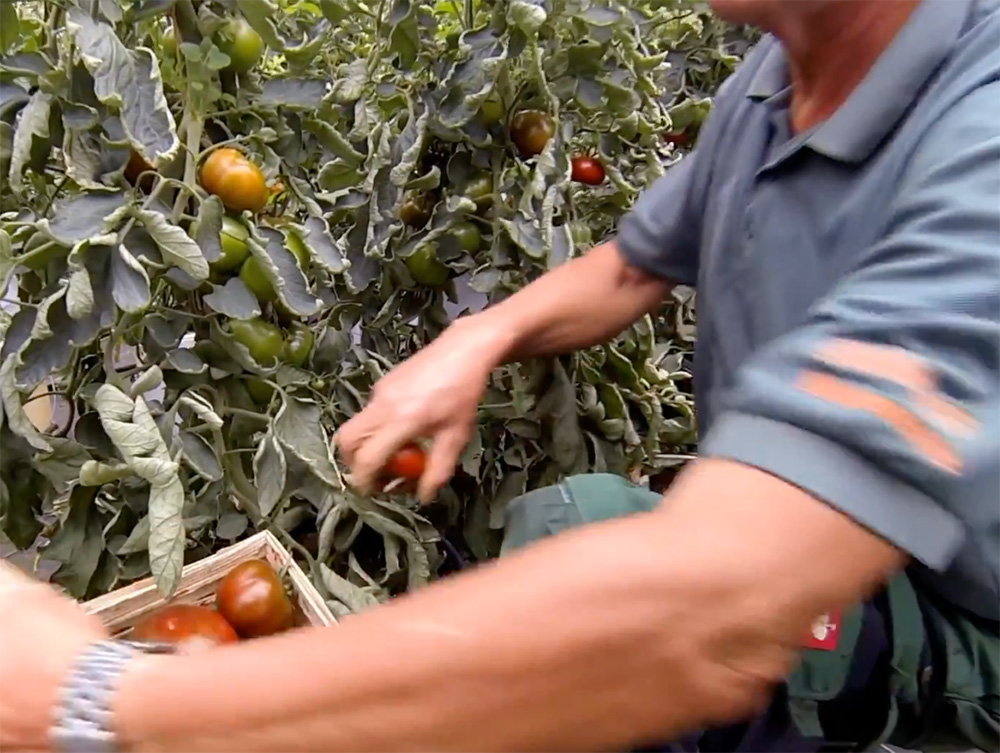 tomaten2