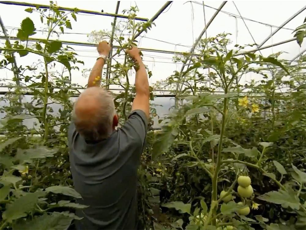 tomaten3