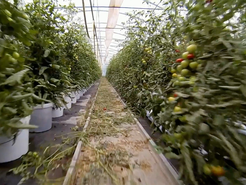 tomaten4